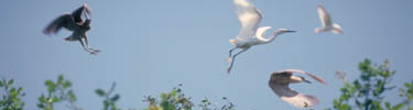 Island birds